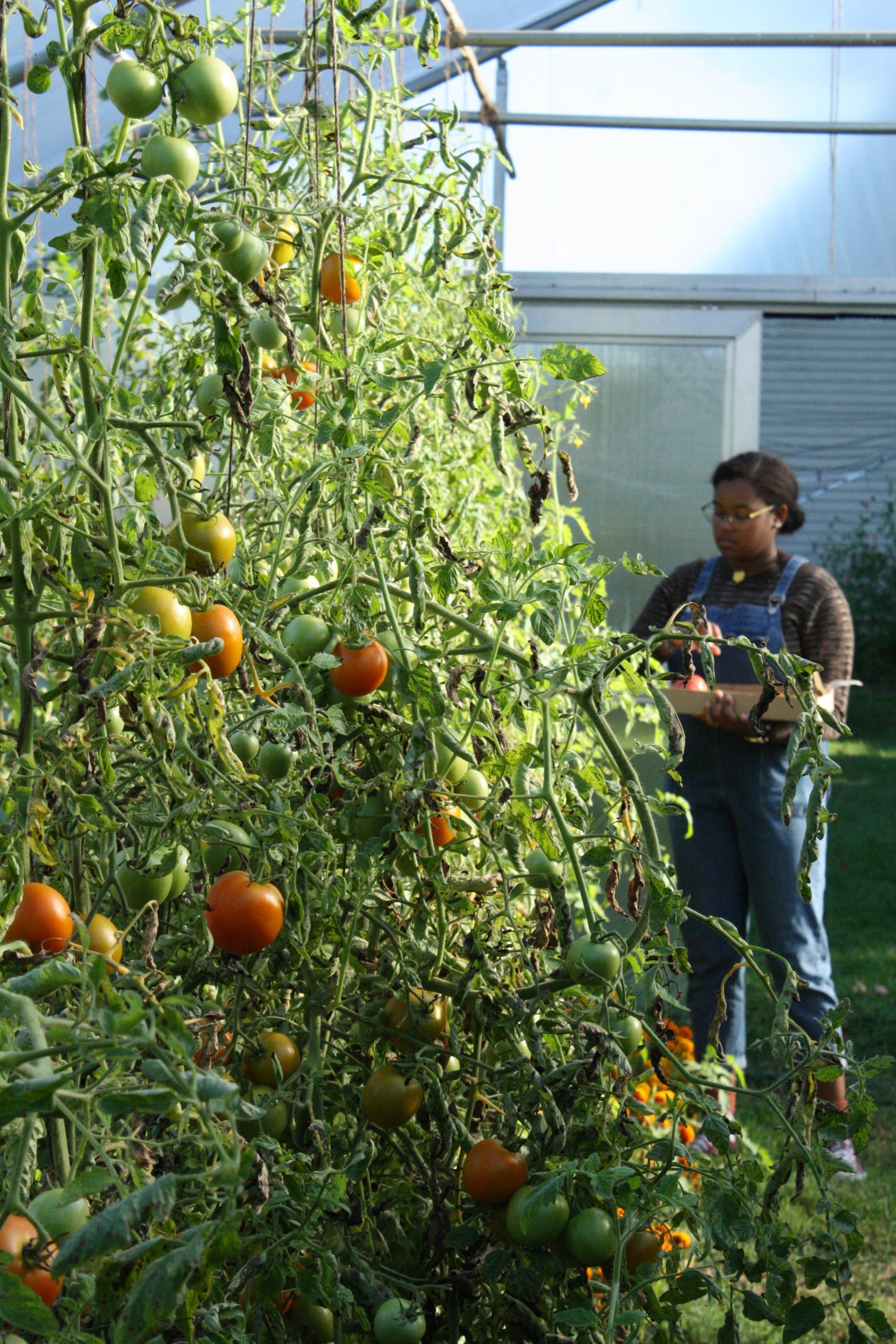 Harvesting tomatoes