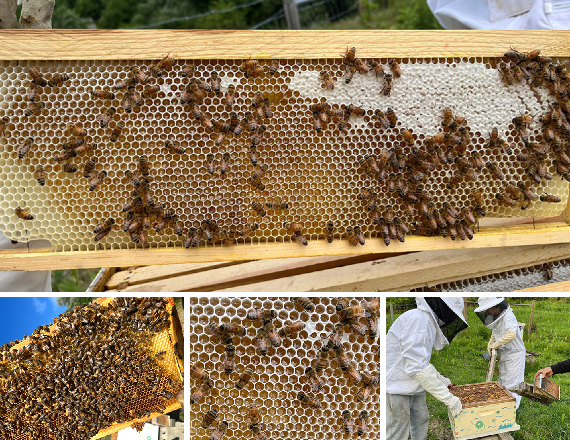 collage of photos showing bees, beehives boxes, student beekeepers, and honeycomb