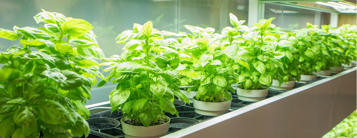 Grow wall of herbs
